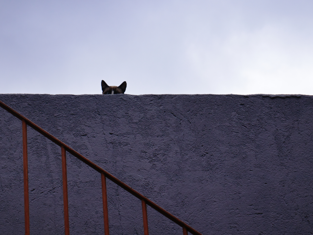 Cat,With,Only,Apparent,Head,,Peering,Over,An,Eave,,Under