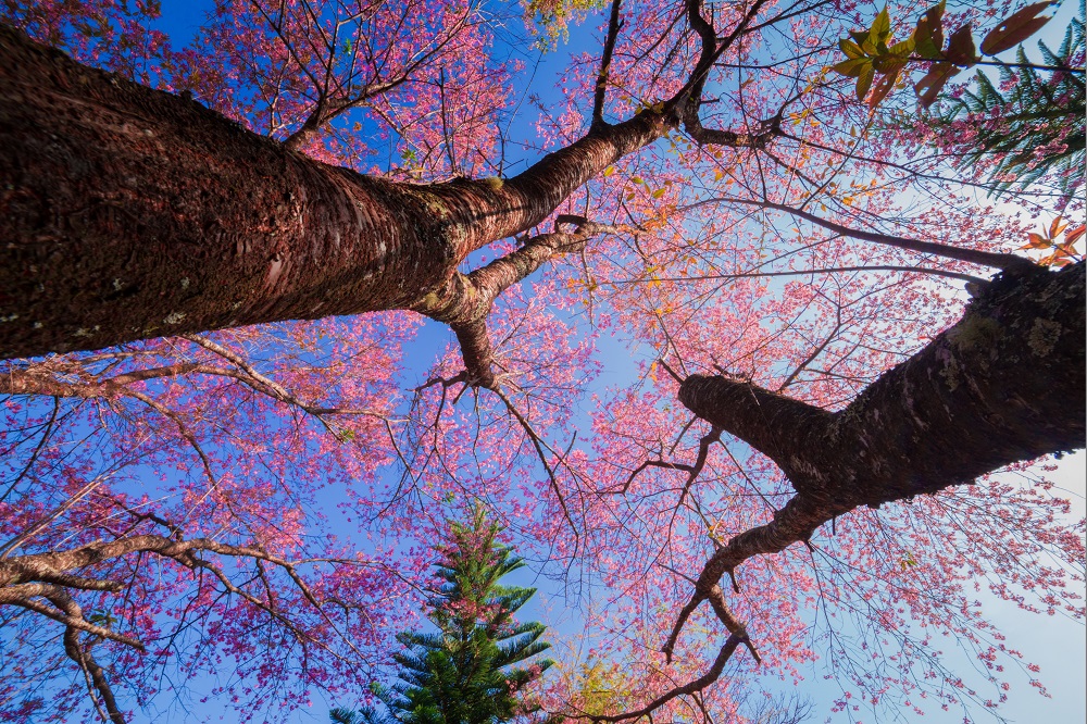 cherry blossom in the spring