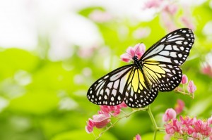 butterfly feeding on a flower