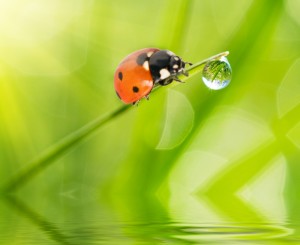 ladybug