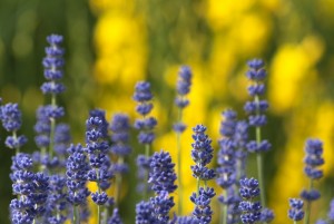 Purple Lavender and Yellow Flowers