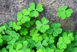 Clover background