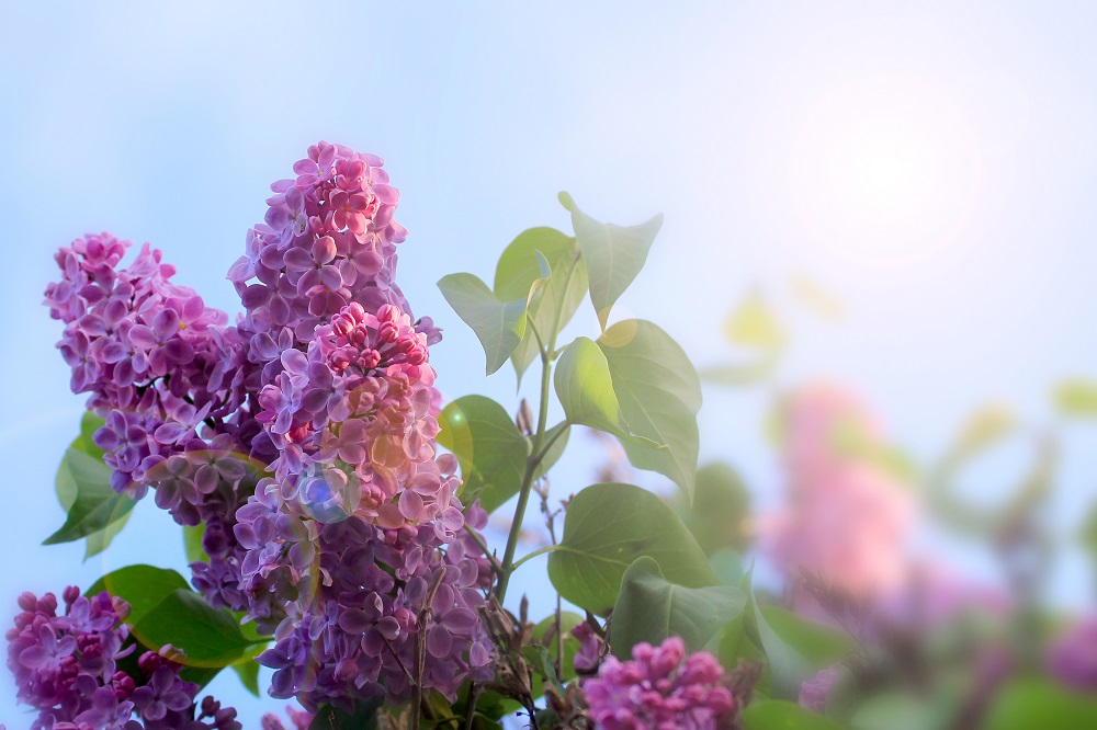 flowering tree lilac as symbol spring awakening nature