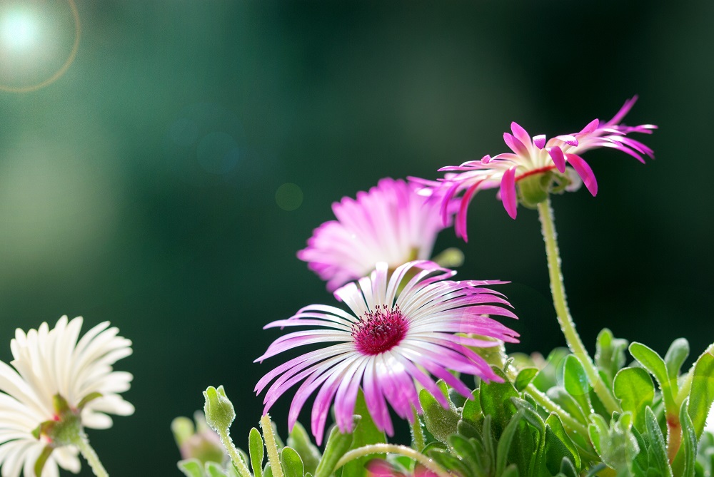 Sunny Close Up Of A Few Daisy Flowers On Flower Meadow