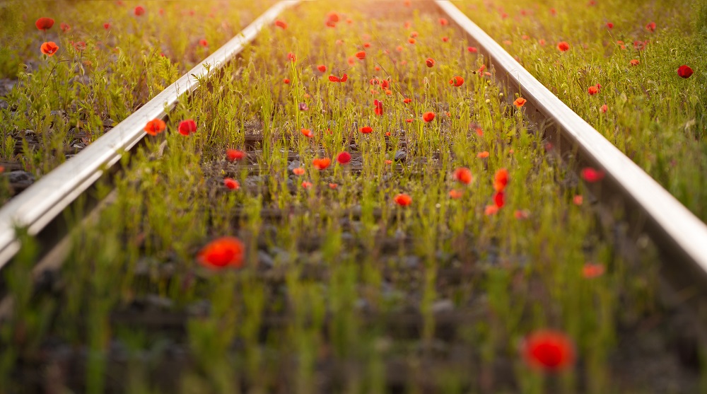 poppy perspective