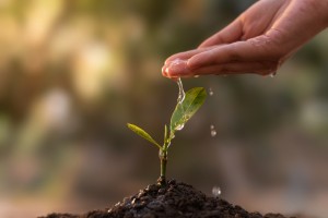 Close,Up,Woman's,Hands,Watering,Seedlings,On,The,Ground,On