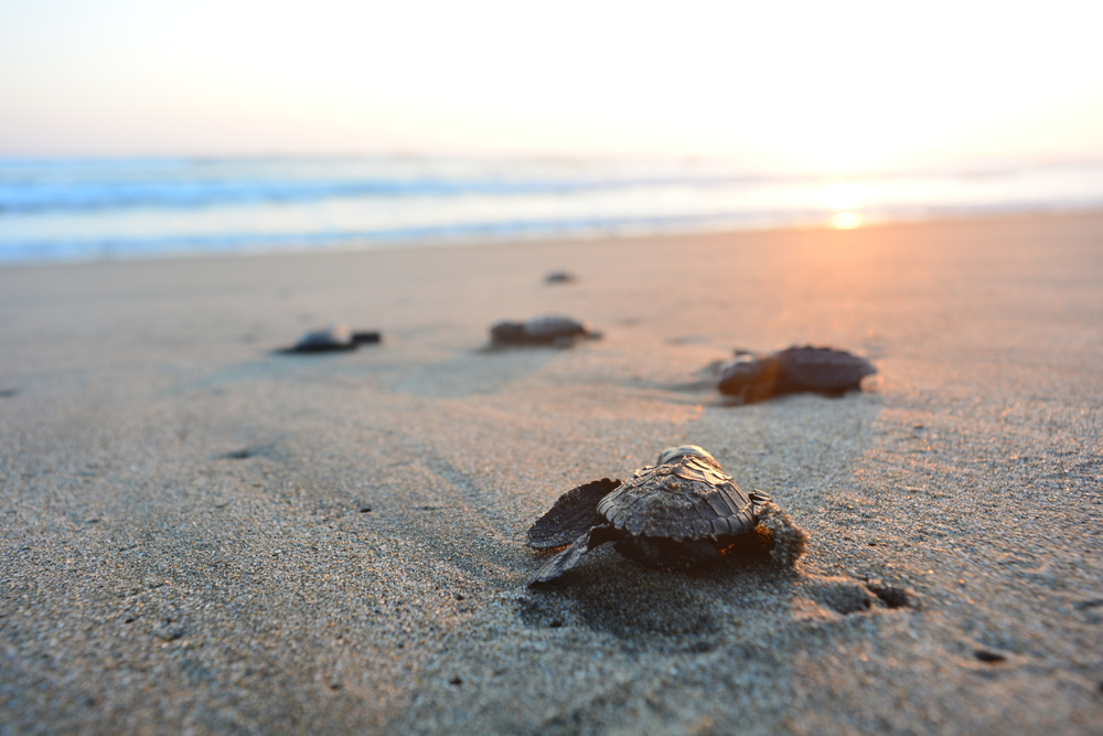 Baby,Turtle,Doing,Her,First,Steps,To,The,Ocean.,This