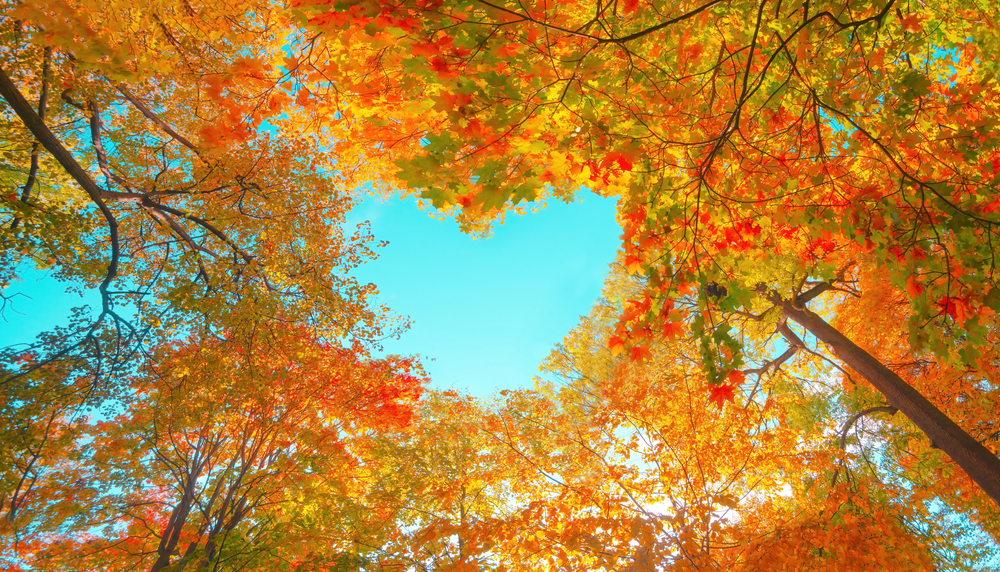 Autumn,Forest,Background.,Vibrant,Color,Tree,,Red,Orange,Foliage,In