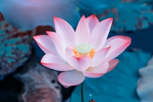 Pink,Lotus,Flower,Plants,In,Water